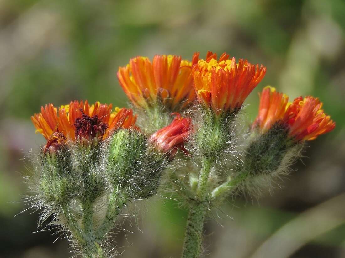 Image of Pilosella guthnikiana (Hegetschw.) Soják