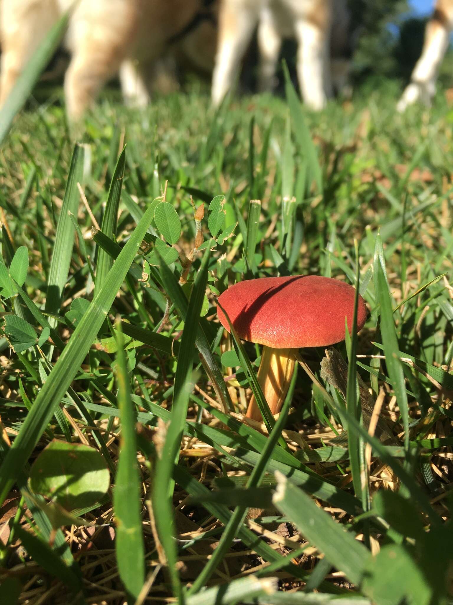 Image de Hortiboletus campestris (A. H. Sm. & Thiers) Biketova & Wasser 2015