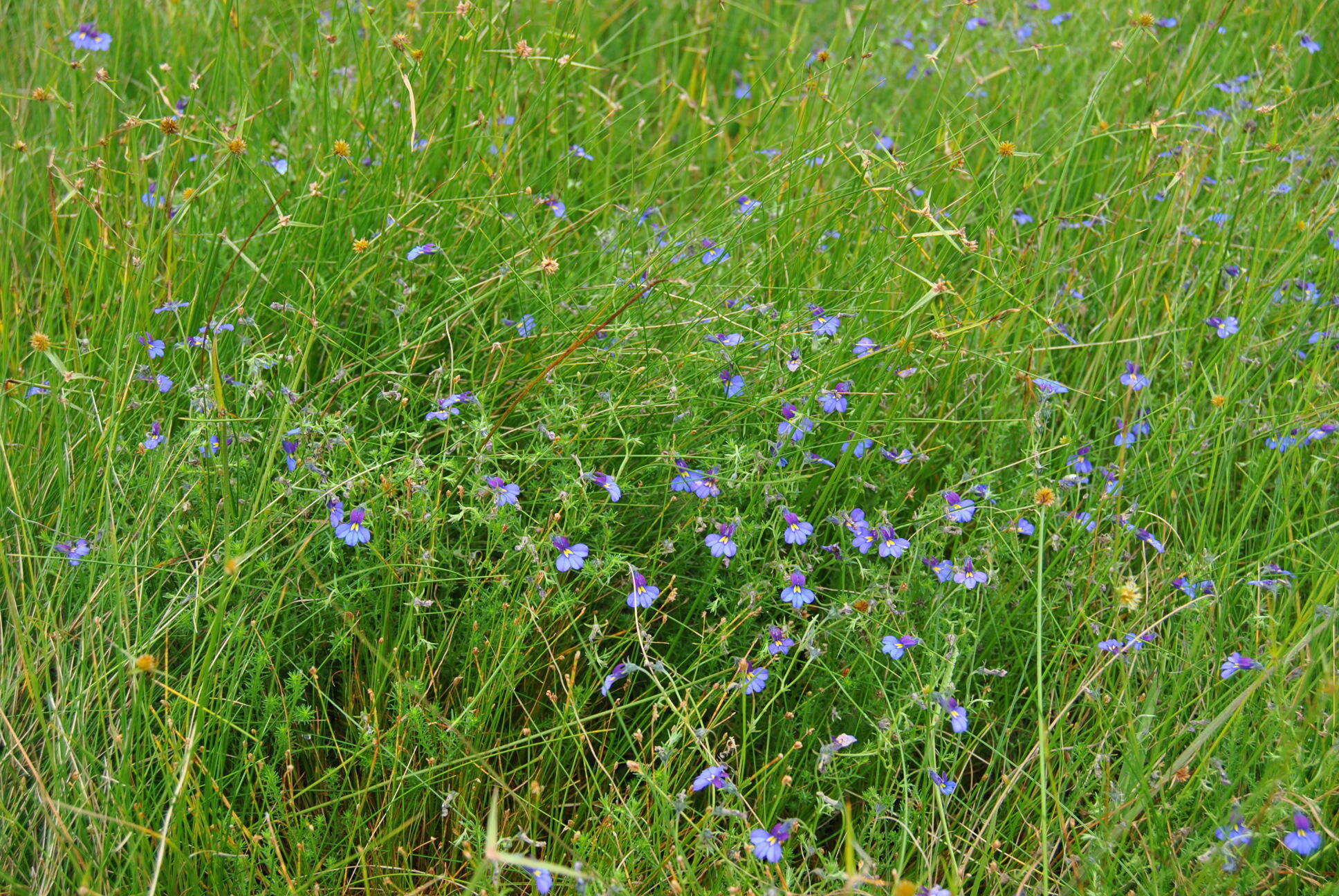 Image of Butterfly lobelia