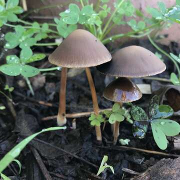 Image of Psathyrella corrugis (Pers.) Konrad & Maubl. 1949