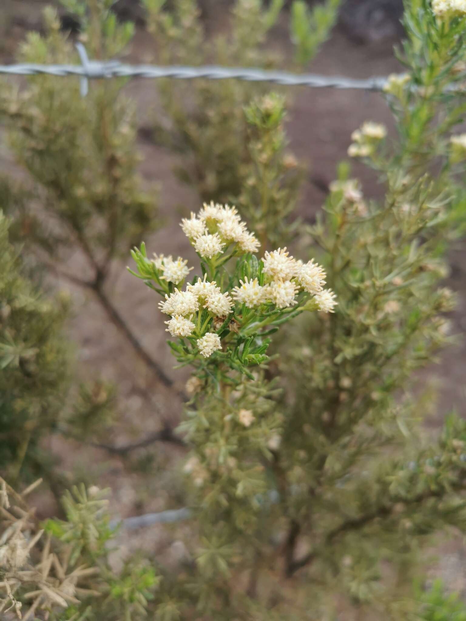 Imagem de Baccharis linearis (Ruiz & Pavón) Pers.