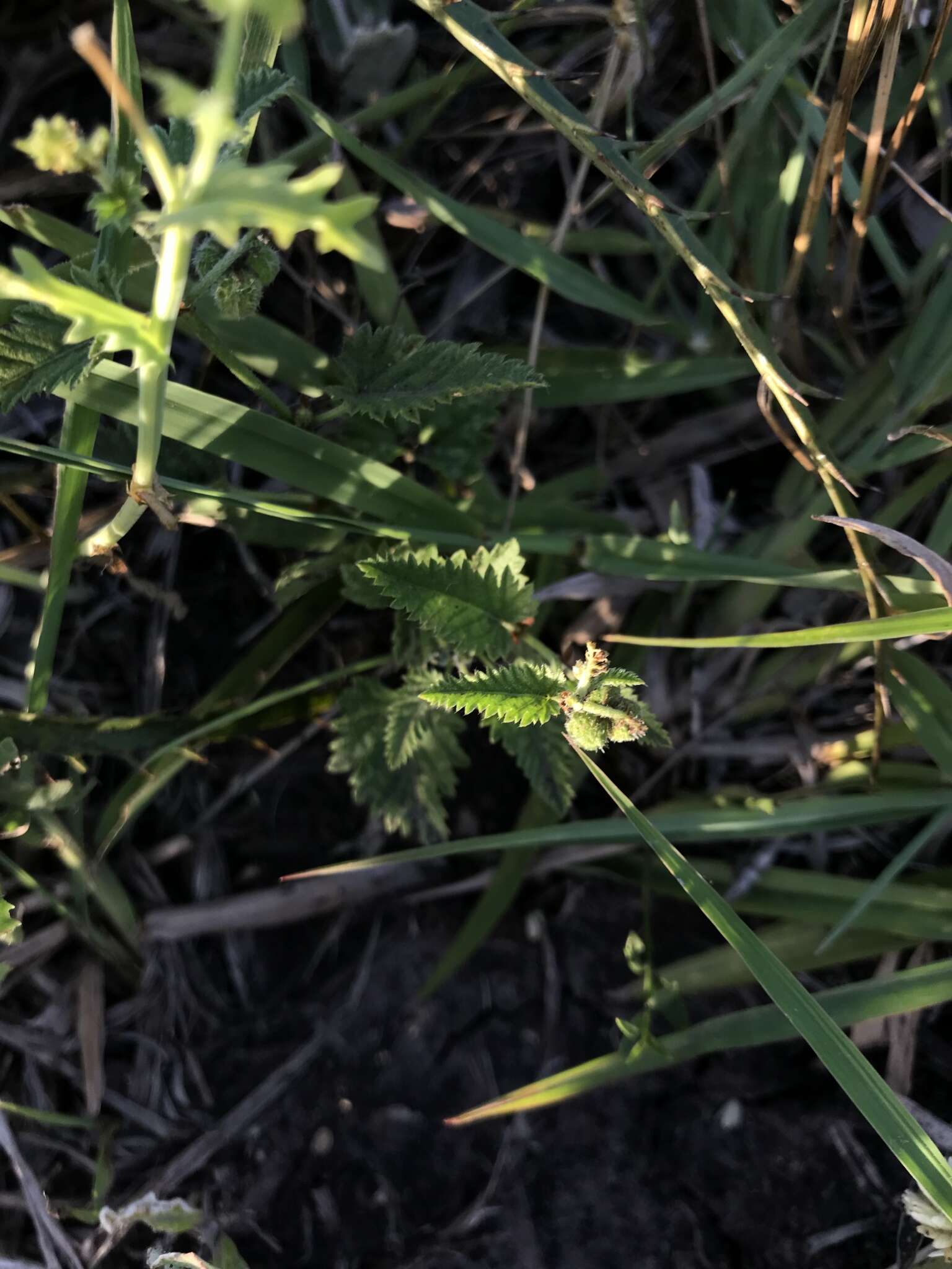 Image of Tragia geraniifolia Klotzsch ex Müll. Arg.