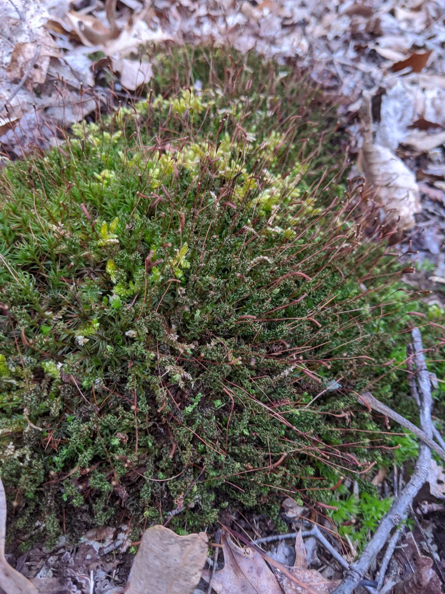 Image of atrichum moss