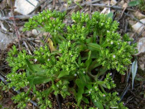 Image of Valerianella eriocarpa Desv.