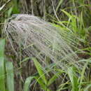 Image of Paspalum saccharoides Nees ex Trin.