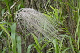 Слика од Paspalum saccharoides Nees ex Trin.