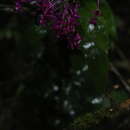 Image of Epidendrum arnoldii Schltr.