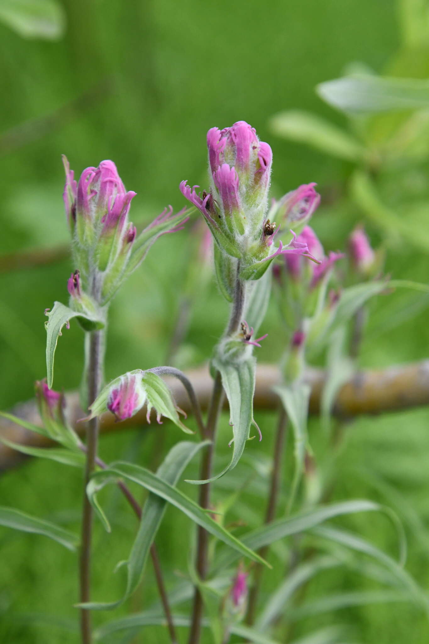 Castilleja rubra (Drob.) Rebr. resmi