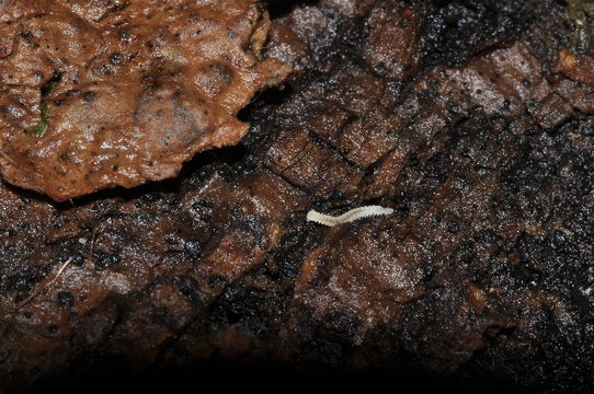 Image of <i>Halleinosoma noricum</i> Verhoeff 1913