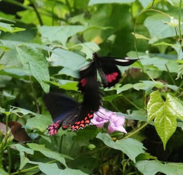 Image de Parides erithalion (Boisduval 1836)