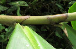 Imagem de Costus plowmanii Maas