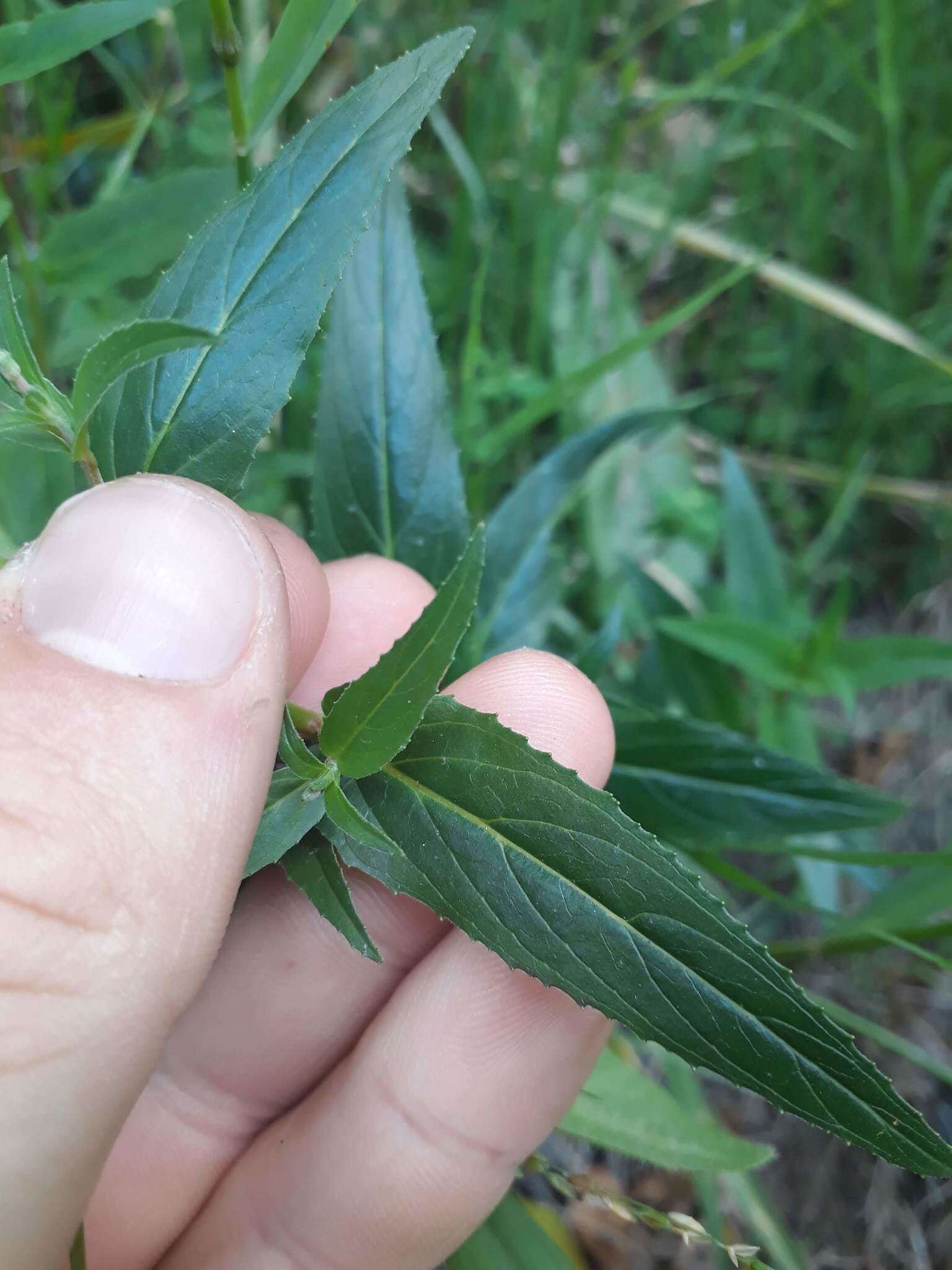 Imagem de Epilobium tetragonum L.