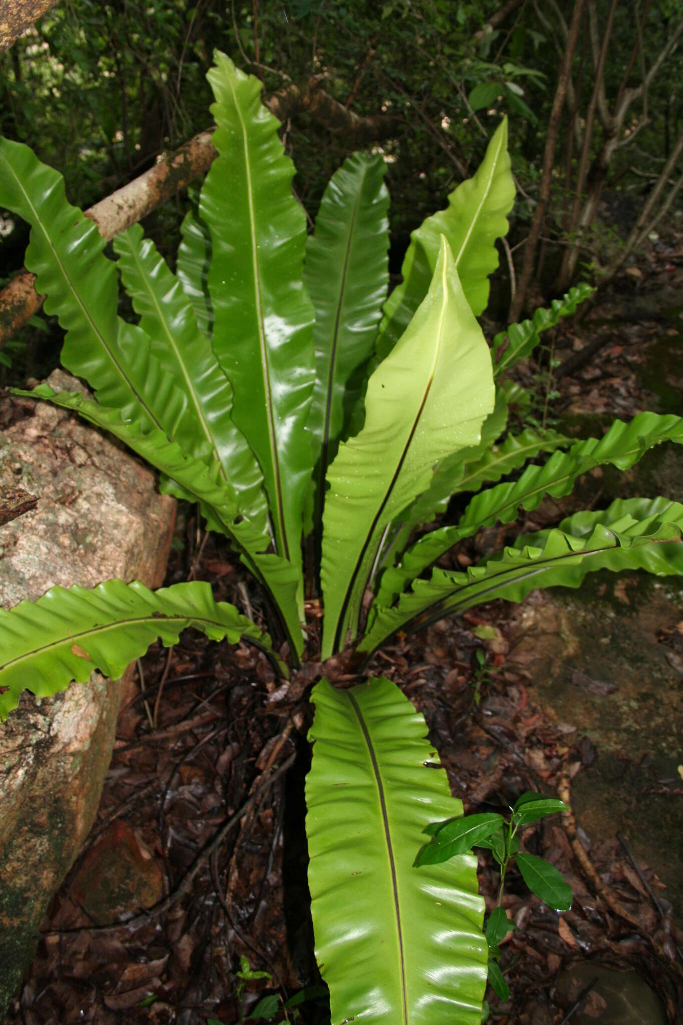 Image of Asplenium antiquum Mak.