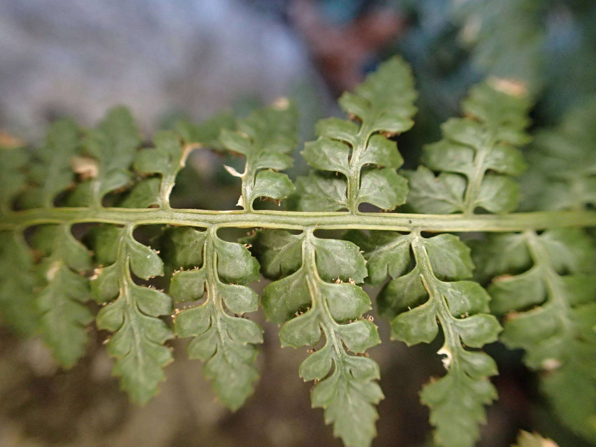 Image of Asplenium foreziense Le Grand ex Magnier