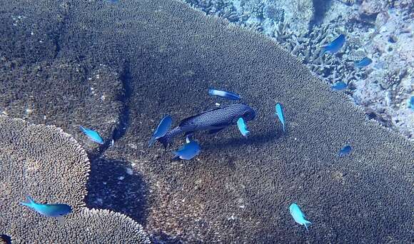 Image of Dotted sweetlips