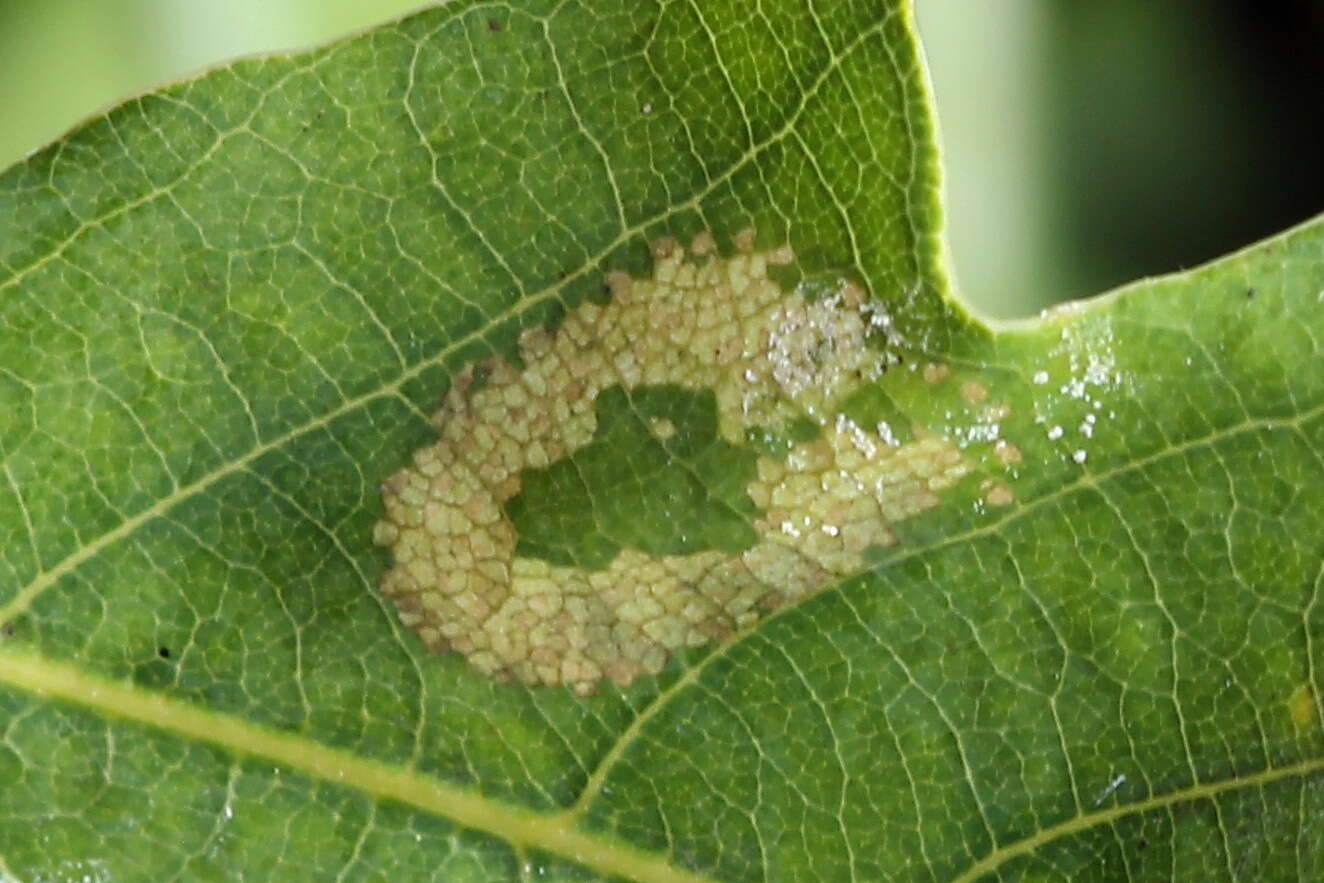 Phyllonorycter quercifoliella (Zeller 1839)的圖片