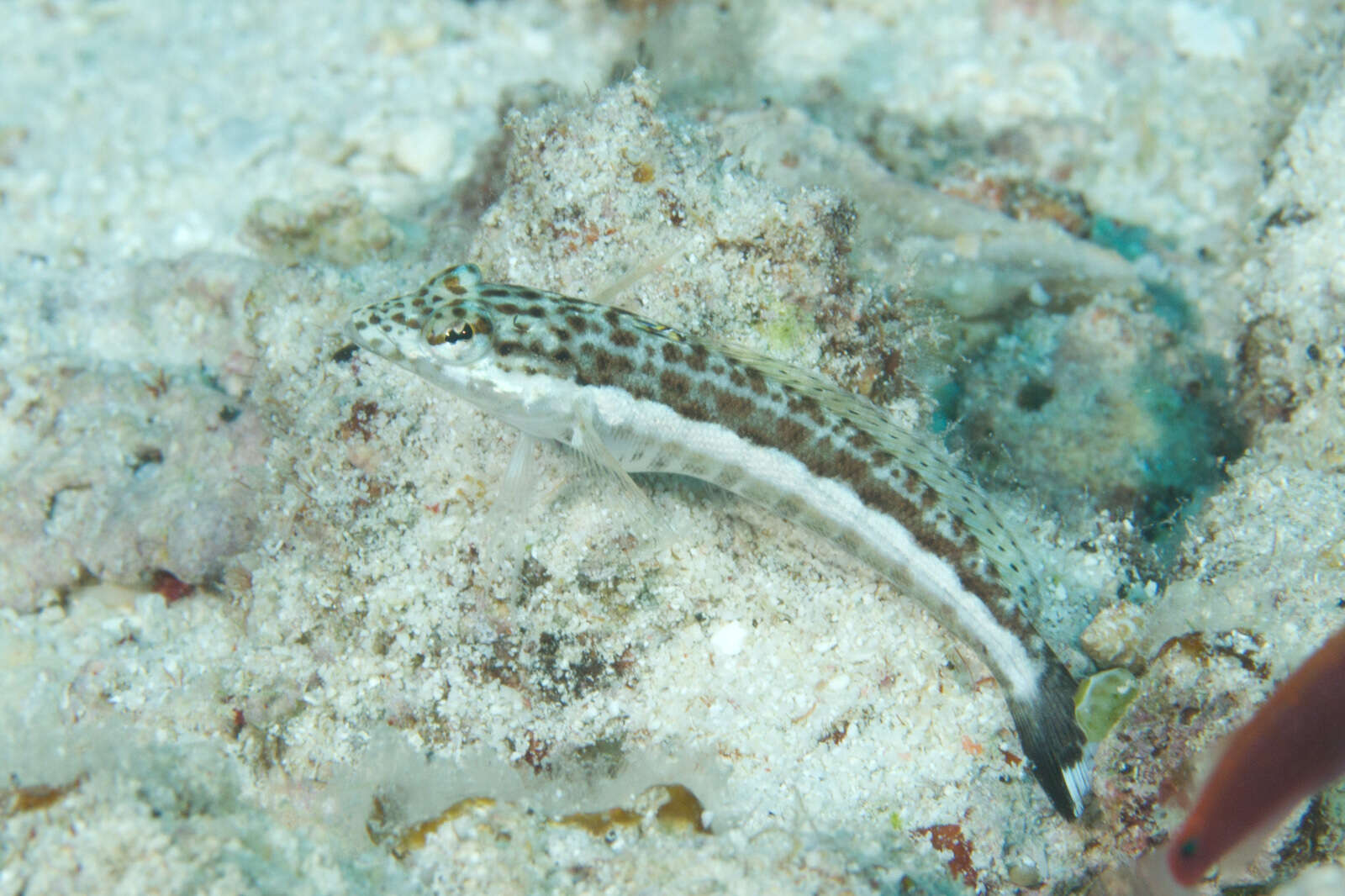 Image of Parapercis xanthogramma Imamura & Yoshino 2007