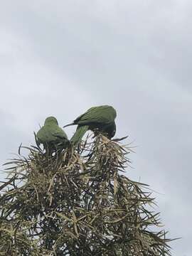 Image of Red-masked Conure