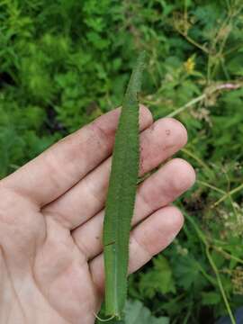 Image of Achillea salicifolia Bess.