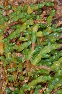 Image de Salicornia quinqueflora subsp. quinqueflora