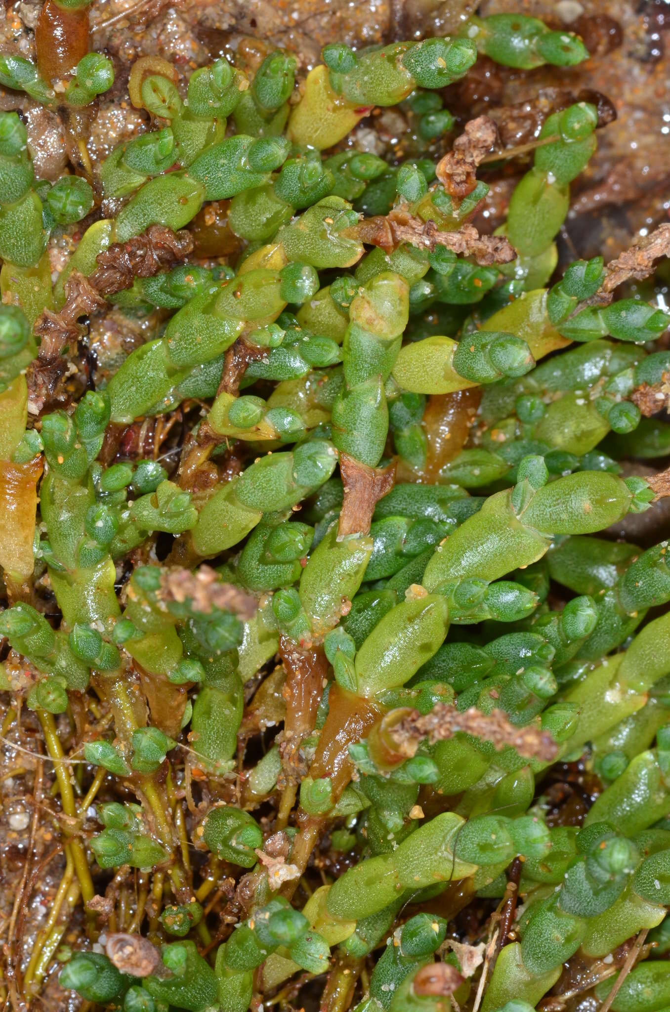 Sivun Salicornia quinqueflora subsp. quinqueflora kuva