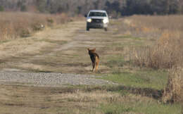 Image of Red wolf