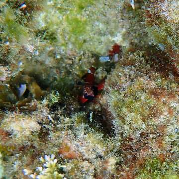 Image of Blackthroat Triplefin