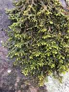 Image of Wall Scalewort