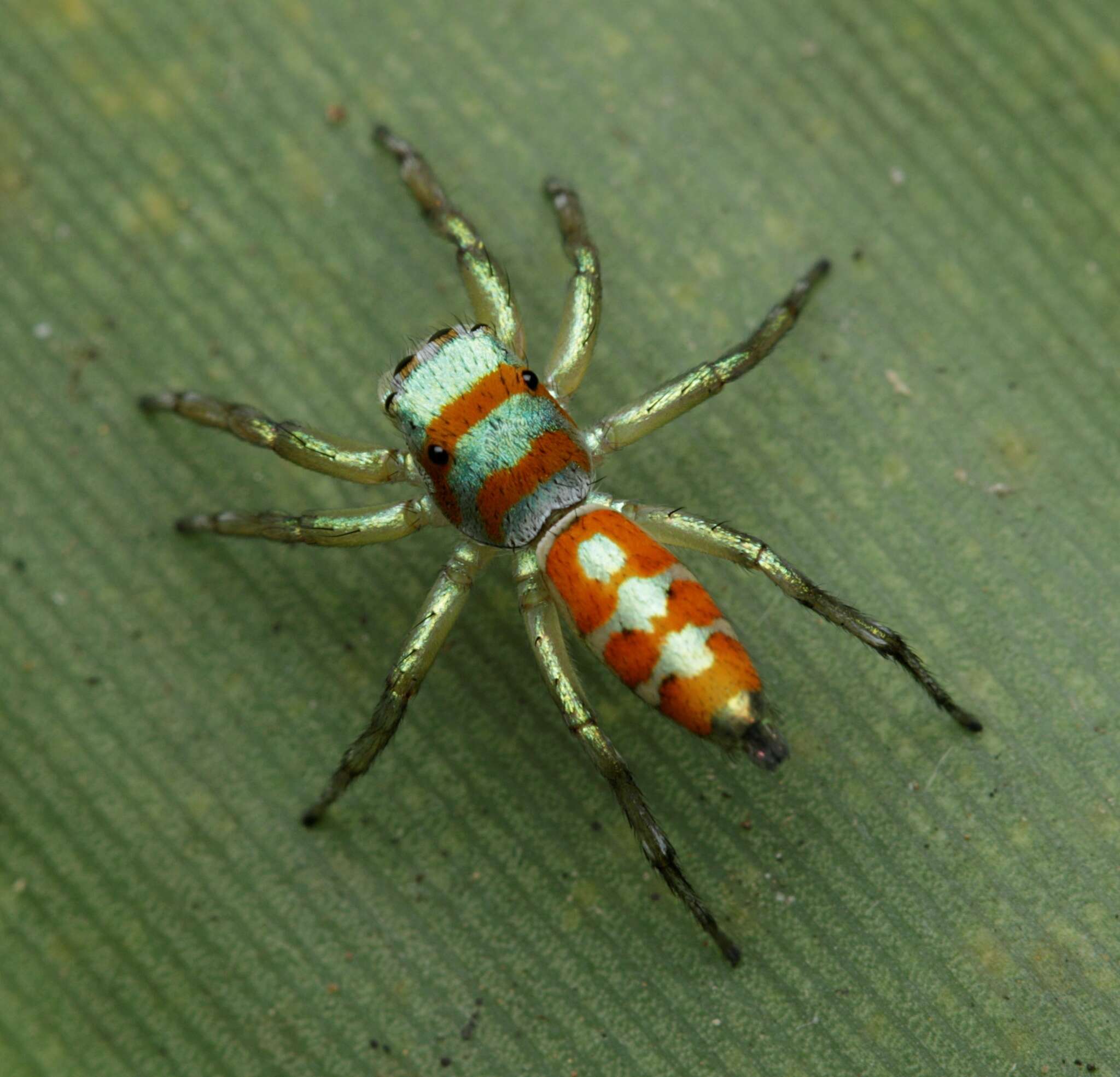 Image of Cosmophasis darwini Zabka & Waldock 2012