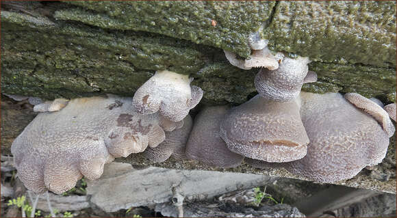 Hohenbuehelia mastrucata (Fr.) Singer 1951 resmi