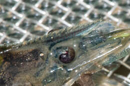 Image of bristled river shrimp