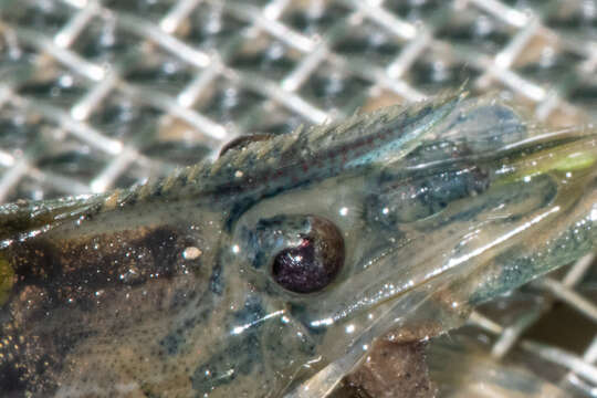 Image of bristled river shrimp