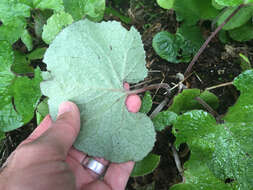 Image of Winter heliotrope