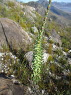 Image of Osteospermum corymbosum L.