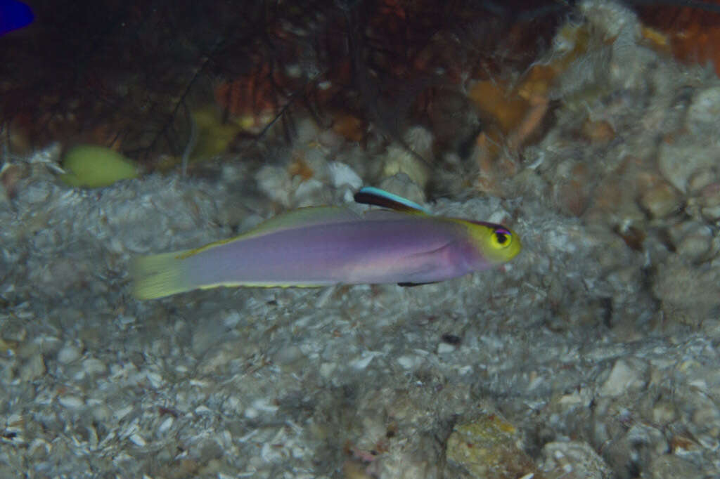 Image of Helfrich's dartfish