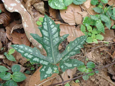 Image of Cayaponia longiloba A. K. Monro