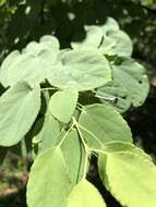 Image of katsura tree family