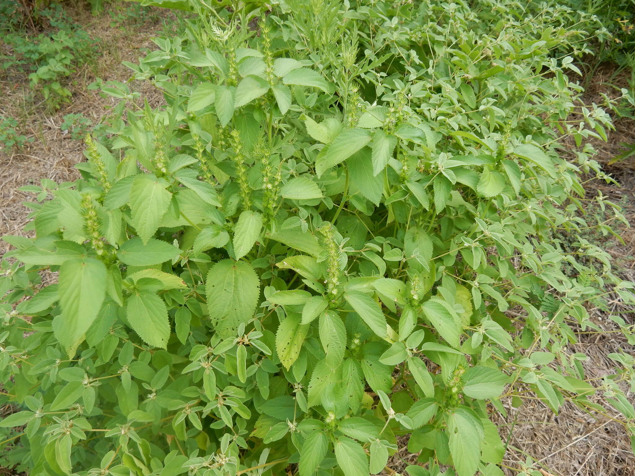 Imagem de Acalypha persimilis Müll. Arg.