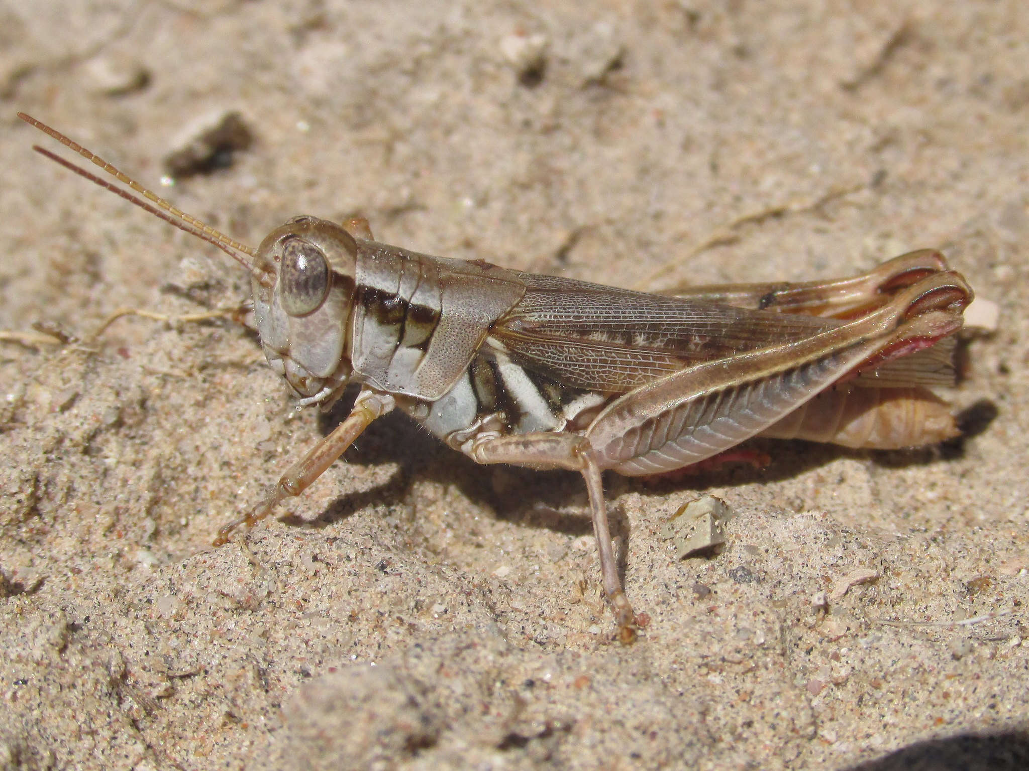 Image of Narrow-winged Spur-throat Grasshopper