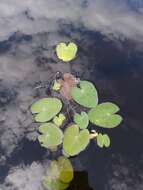 Image of Little Floatingheart