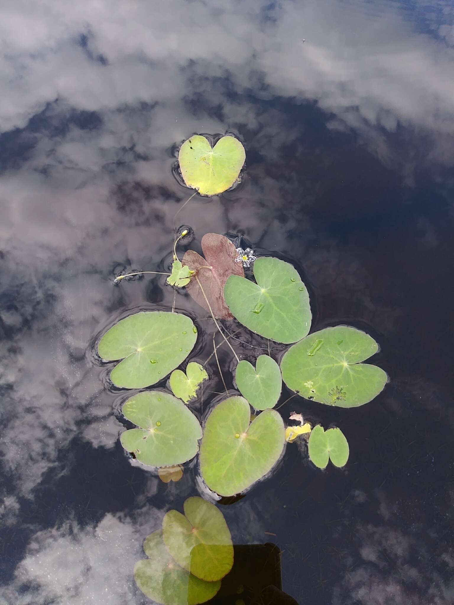 Image of Little Floatingheart