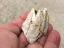 Image of Giant Acorn Barnacle