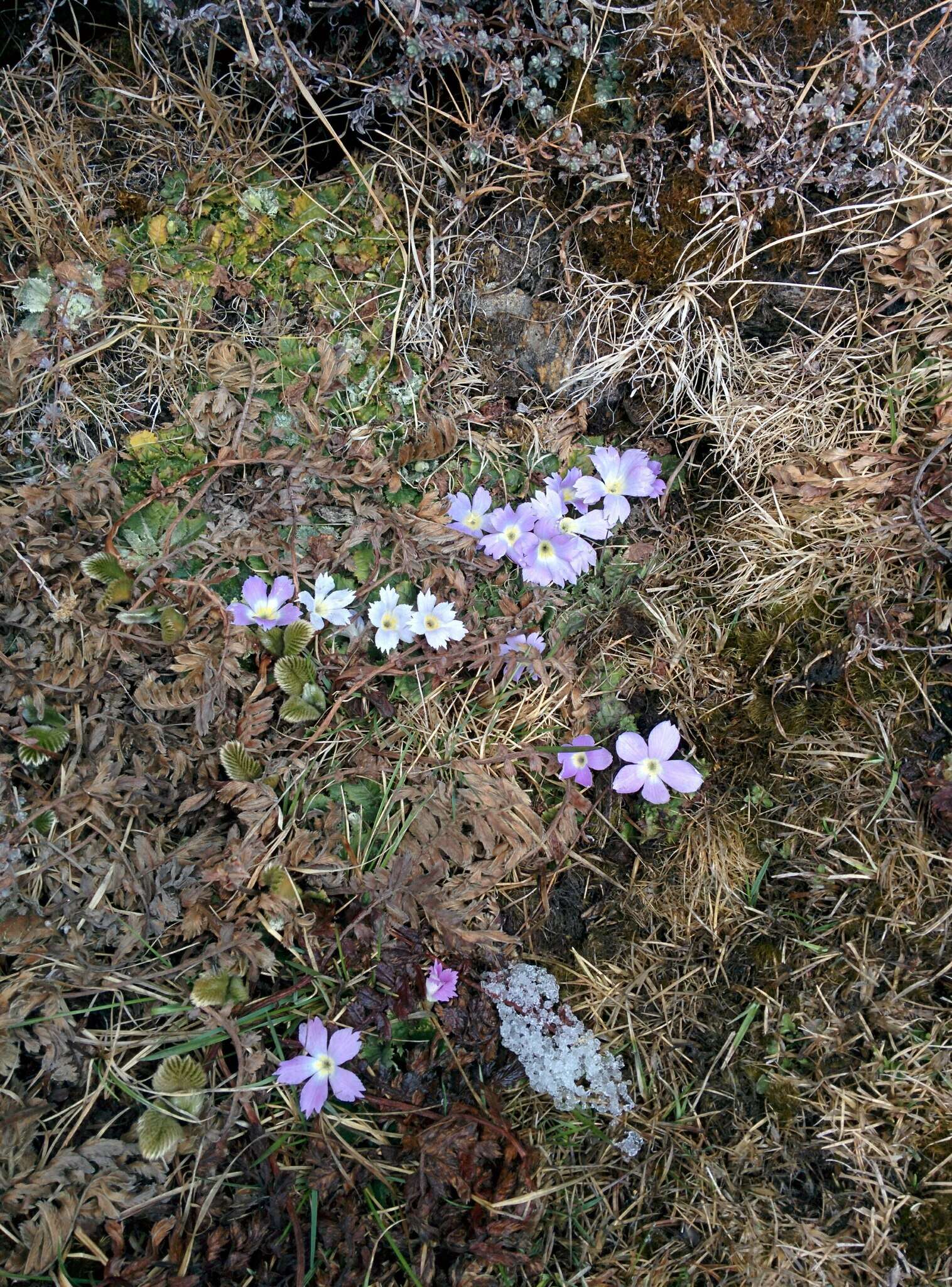 Image of Primula deuteronana Craib