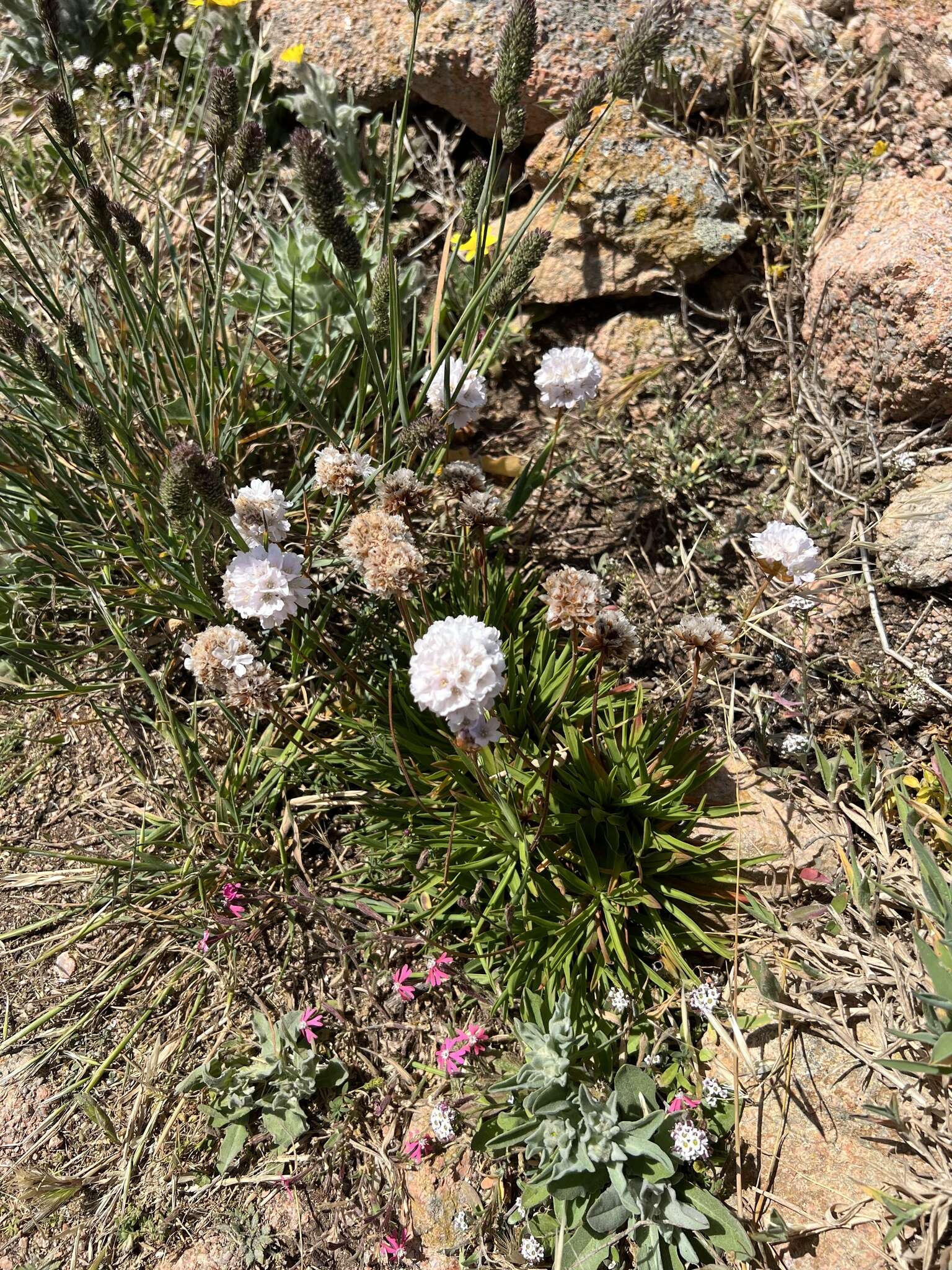 Image of Armeria berlengensis Daveau