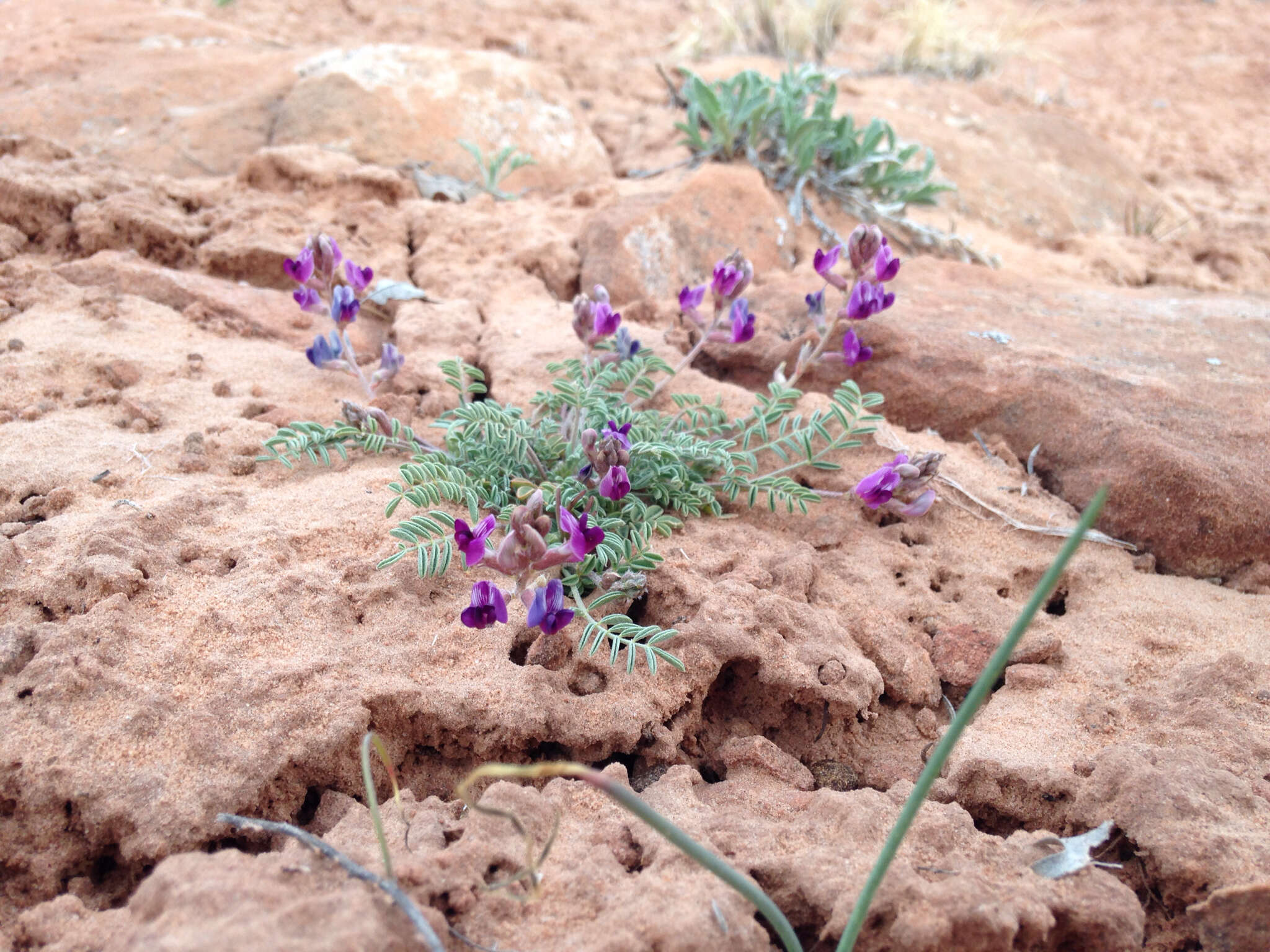 Image of rimrock milkvetch