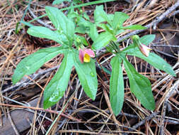 Image of pine violet