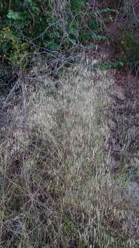 Image of slimflower lovegrass