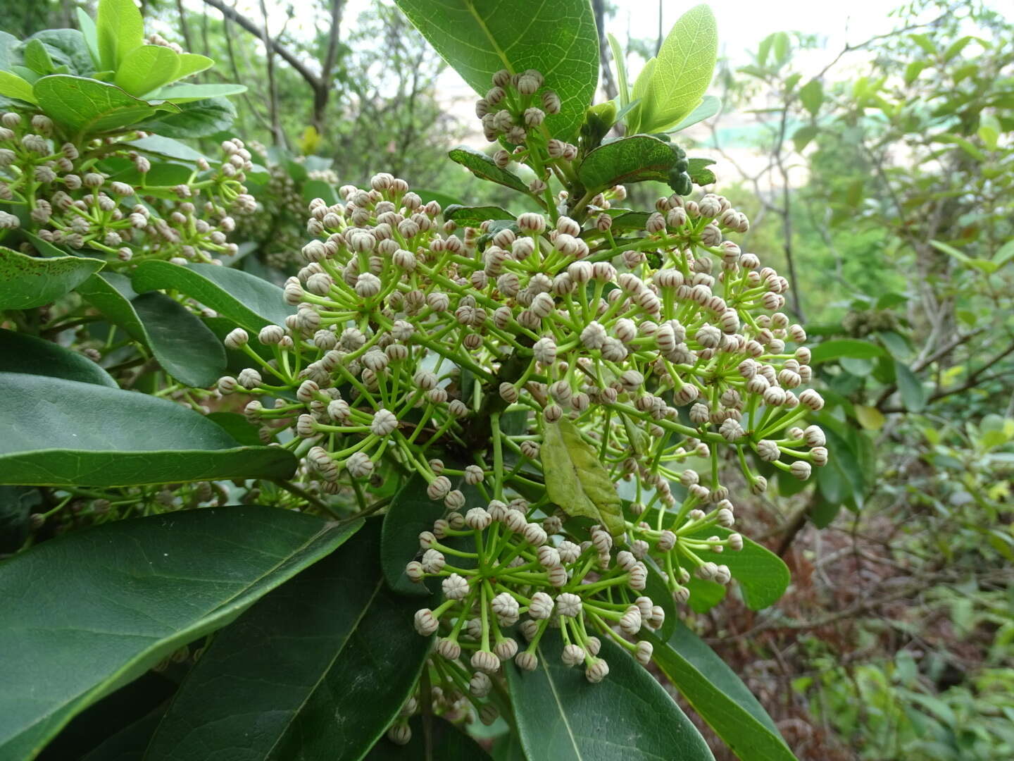 Image de Daphniphyllum calycinum Benth.