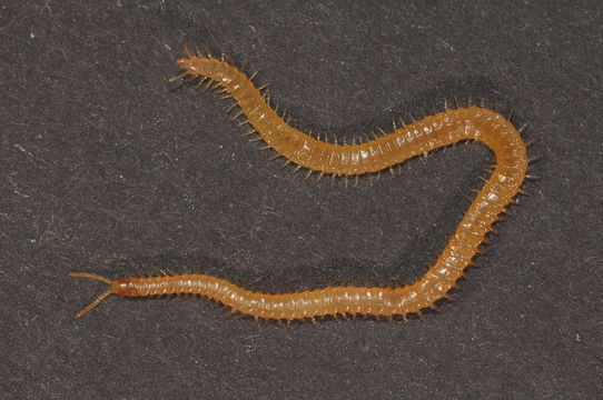 539.myfba bc zsm myr 00495 stigmatogaster subterranea jsp100619030 nkr 1297248016 jpg.580x360