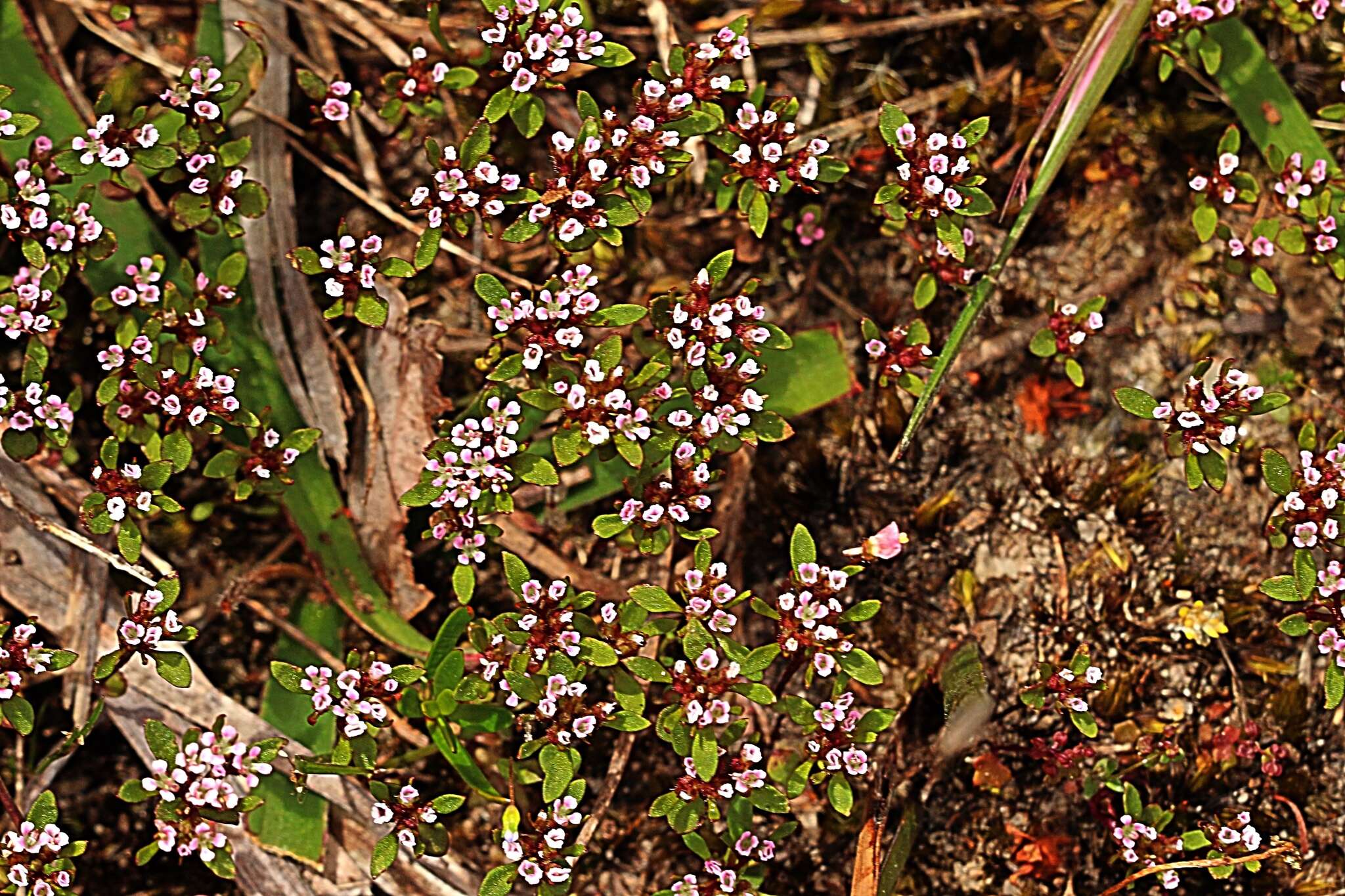 Image of Levenhookia pusilla R. Br.